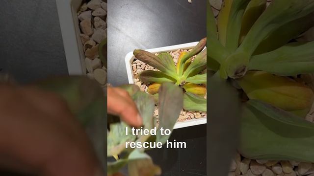 Echeveria Dracula смотреть онлайн