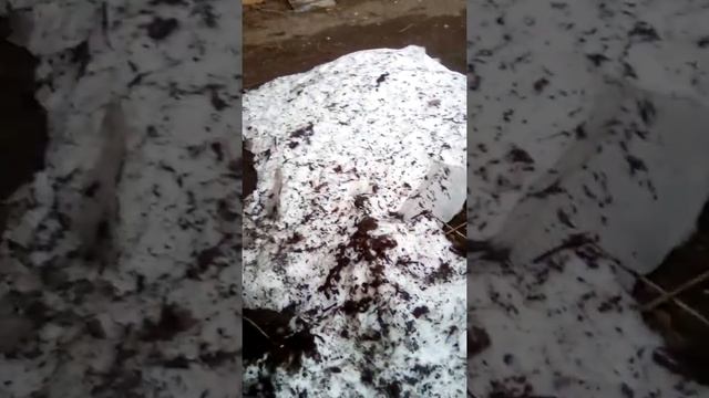 Распускающиеся листья дерева рядом со снегом. смотреть онлайн