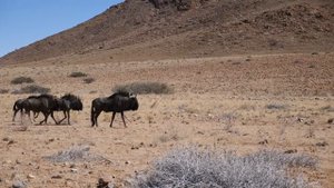 Намибия. Племя Химба, Каньон №2 в мире и встреча с родителями. Африка на колесах #23.