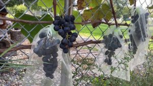 Виноград сорт Нью Йорк Мускат . Grape New York Muscat