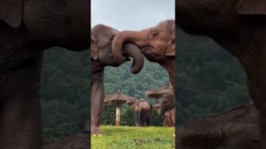 мир диких животных в природе