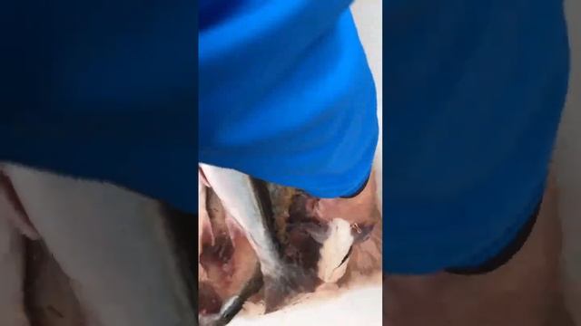 Наловил Гольца.#лосось #рыба #вкусно #камчатка #голец #кижуч смотреть онлайн