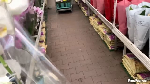 Аббы в городе! Накрыло девятым валом! Океан ОРХИДЕЙ в новом привозе, в ОБИ-Лахта. СПБ, 14.07.22. смотреть онлайн