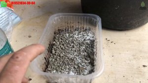 Посадка ежевики в открытый грунт #натчез #ежевика купить ежевику купить саженцы ежевики