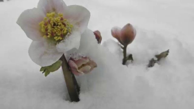 Helleborus niger Plant смотреть онлайн