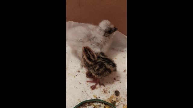 цыпленок и перепеленок живут в коробке смотреть онлайн