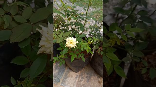 Lovely Roses from our Garden | DanAsh Family