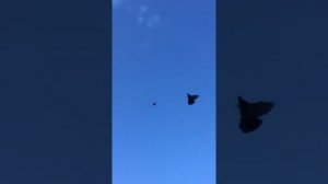 Красивые бойные агасиевские голуби ?️