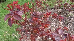 Rosa var. Gartenprinzessin Marie Jose (jaro)