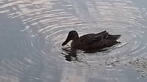 Утки на пруду