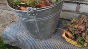 МОРКОВЬ НА ЗИМУ ОСТАВИЛА НА ГРЯДКЕ, вот что получила весной