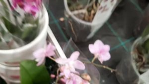 ОРХИДЕИ В ОБИ /05.06.23//