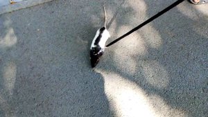 Прогулка крысы на поводке