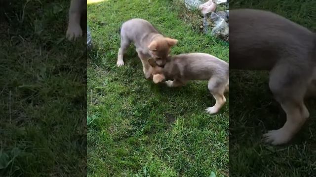 Щенки породы Акита ину смотреть онлайн