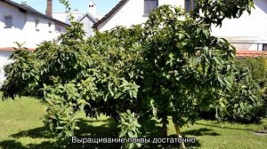 Фрукт Мушмула — что это такое за дерево, уход