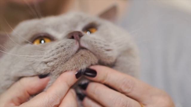 Британская короткошерстная кошка ➠ Узнайте все о породе кошек