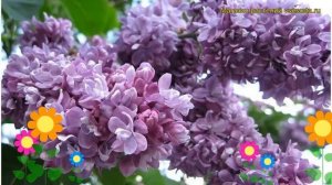 Сирень обыкновенная Вильям Робинсон. Краткий обзор, описание syringa vulgaris William Robinson