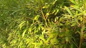 обзор отеля Selectum Family Resort Belek дорога к пляжу