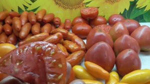 САМЫЕ КРУПНЫЕ ТОМАТЫ ДЛЯ ОТКРЫТОГО ГРУНТА. Ольга Чернова.