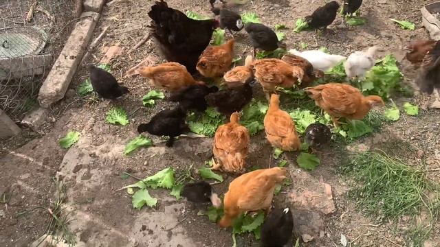 Квочка с цыплятами смотреть онлайн