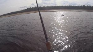 Щука на 20-ти сантиметровый воблер Lucky Craft LL Pointer 200