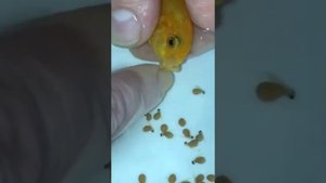 Размножение цихлид. Лабидохромис Еллоу.