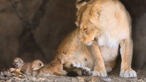 СУТКИ ОТ РОДУ! Львица из Мариуполя РОДИЛА ТРОИХ ЛЬВЯТ! ЧУДО МАЛЫШИ! Тайган