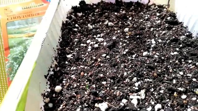 Бакопа. Красивое ампельное растение из семян. смотреть онлайн