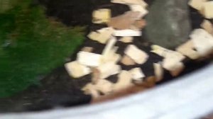 Стафилины. Очень интересные, но хищные жуки для содержания.