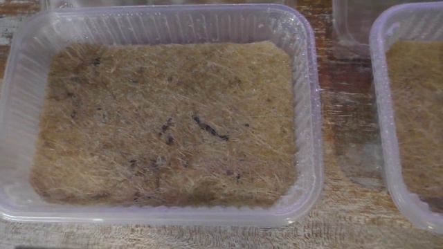 Эксперимент по выращиванию лобелии из семян для аквариума