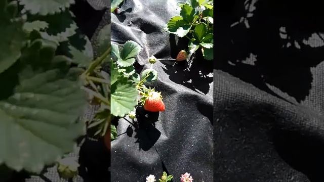 Клубника сорт Мальга из фриго - новинка. Выращивание клубники. Обзор сортов. смотреть онлайн