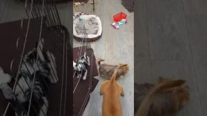 Питомник йорков, прямой эфир!