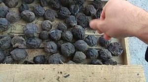 Сбор семян Катальпы и посадка Чёрного ореха/Collecting Catalpa Seeds and Planting Black Walnut