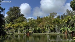 Pamplemousse Botanical Garden. Mauritius