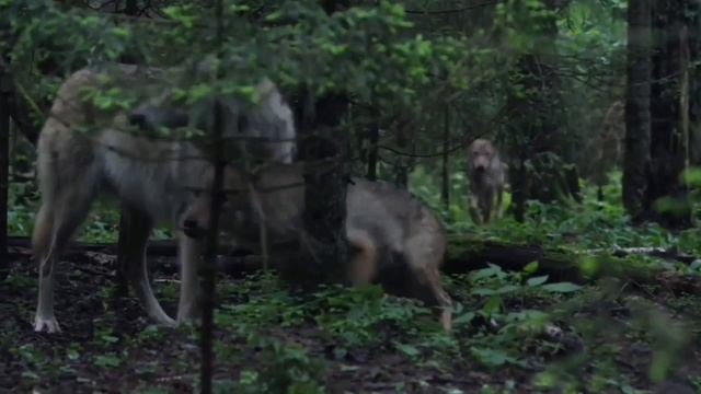 Я волк ...вгрызаюсь в слово
