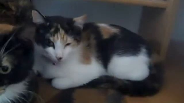 Chanel & Coco New ly Adopted смотреть онлайн