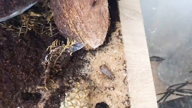 Злой паук не дал себя покормить смотреть онлайн