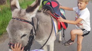 КАКОЕ СЕДЛО ДЛЯ ОСЛИКА КАТАЕМСЯ ВЕРХОМ