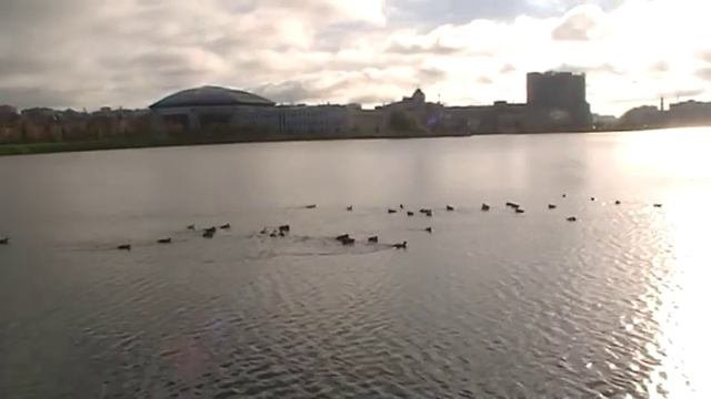 Утки озера Кабан. Казань / Duck Lake Kaban. Kazan