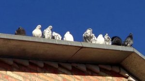 Голуби торцовые Николаевские с красивым полетом