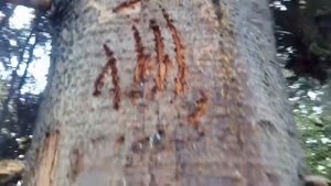 Медведь решил показать свою территорию! Тайга Казахстана, севернее Усть-Каменогорска..
