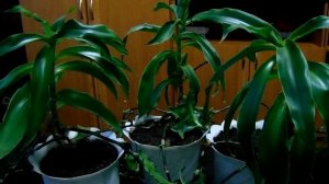 Выращивание и уход в домашних условиях за лекарственным растением - Золотой Ус (Каллизия душистая)