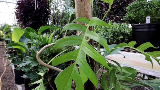 let's go plant shopping! | houseplant shopping & haul смотреть онлайн