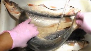 Разделка рыбы.Чистим и потрошим рыбу дома быстро и без проблем , из рубрики"домашняя вкусноешка"