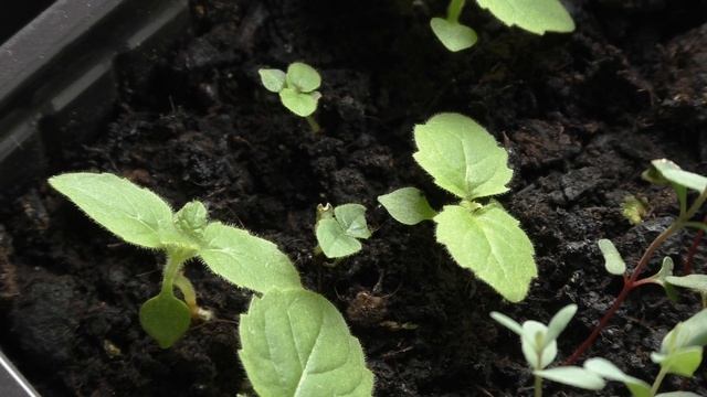 Павловния и эвкалипт пепельный ( Eucaliptus cinerea ) из семян. смотреть онлайн