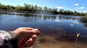 Фидер на реке.  Ловля леща на фидер.