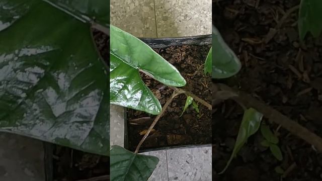 Dragon Scale or Alocasia Baginda plants | #shorts #garden #plants #alocasia