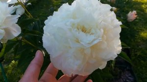 Травянистый пион Ширли Тэмпл #травянистый,#пион,#ШирлиТэмпл, #ShirleyTemple
