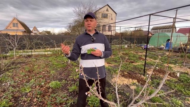 Как избежать курчавости персика ? смотреть онлайн