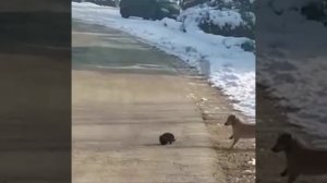 Собака спасает котенка